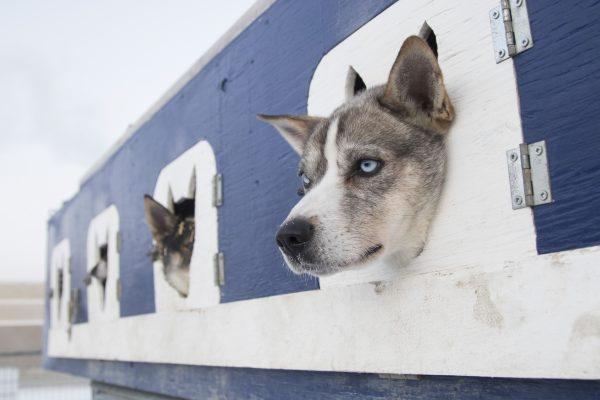 Jason Biasetti's sled dogs wait in their crates in Whitehorse, Yukon on Feb. 2, 2019. (THE CANADIAN PRESS/Crystal Schick)