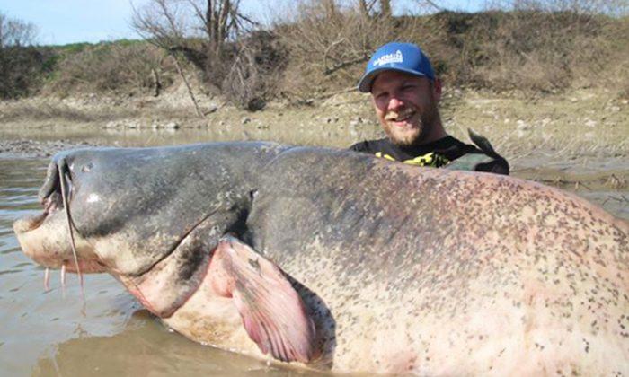Fisherman Hauls In Massive 9-ft-long Catfish, Setting New Record