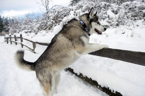 A Husky props herself on a fence to greet her approaching owner at Sehmel Homestead Park in Gig Harbor on Monday, Feb. 11, 2019, during a break in a snowstorm that continues to blanket the Northwest. (AP photo/ The News Tribune, Drew Perine)