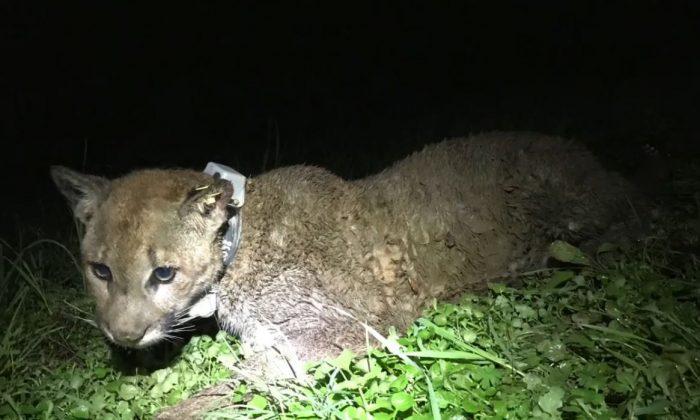 Mountain Lion Shot Dead by Landowners After Killing Sheep