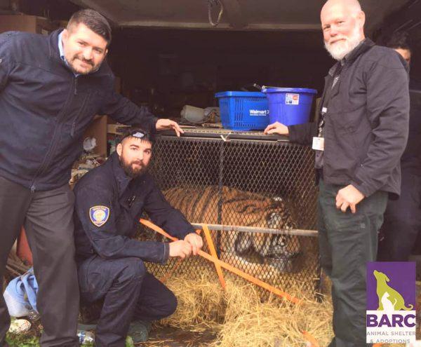 Animal enforcement officers are pictured with a 350-pound tiger in a Houston garage on Feb. 11, 2019. (BARC)