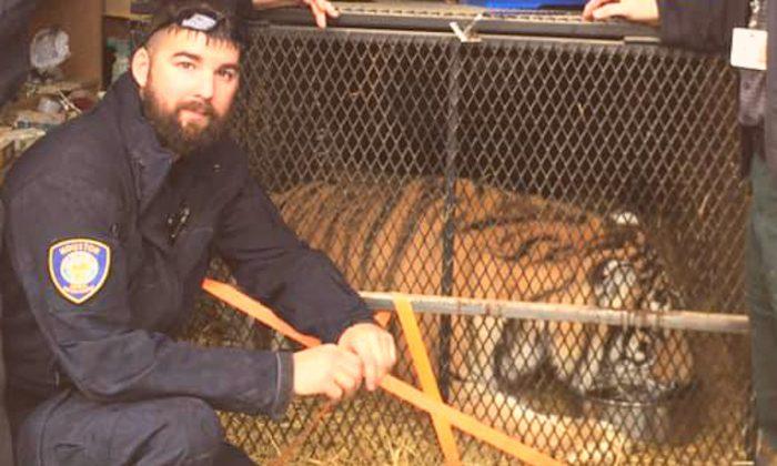 Overweight Tiger Abandoned in Tiny Cage in Houston Garage Now ‘Happy and Content’