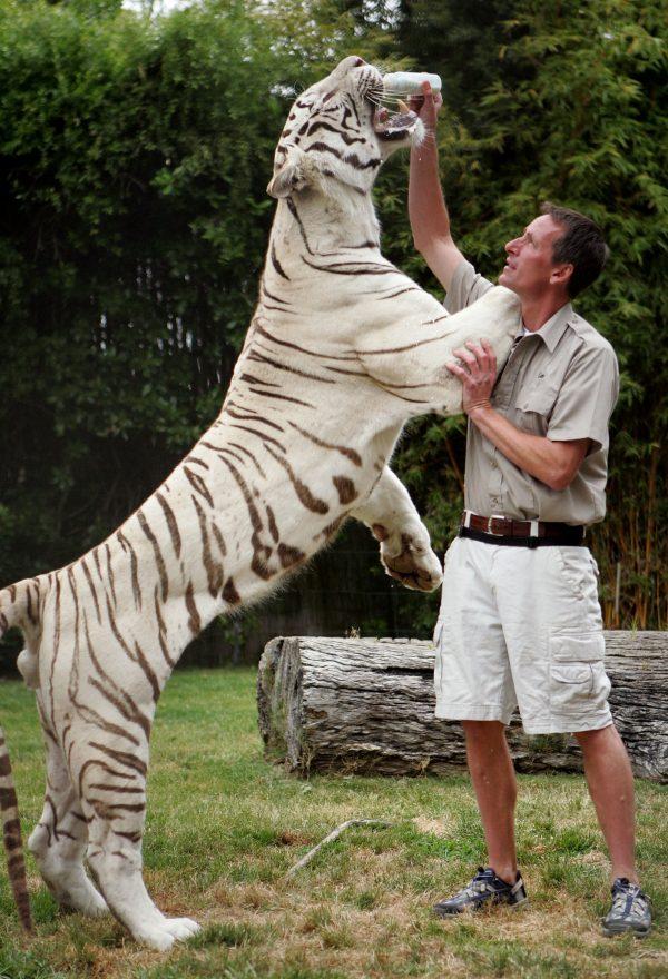 Bengal tigers, although white, are not albinos. A 5-year-old White Bengal tiger is fed during a big cat show in Vallejo, California, on June 1, 2007. (Justin Sullivan/Getty Images)