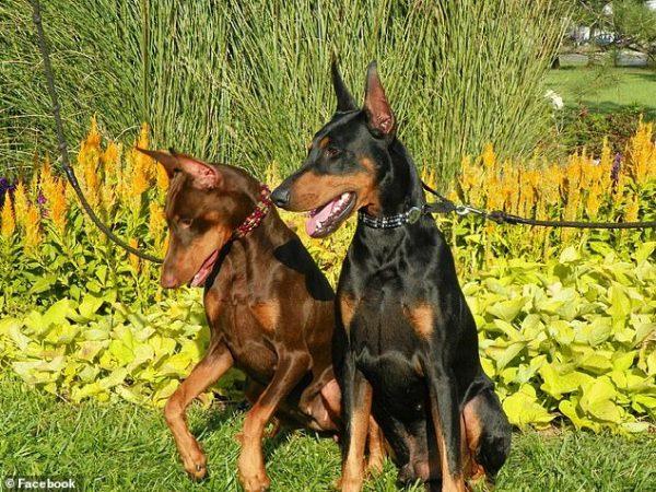 Detectives found these two Doberman Pinschers inside Richman’s home on Feb. 8, 2019. According to reports, Richman she was training her dogs for American Kennel Club (AKC) obedience titles. (Facebook)
