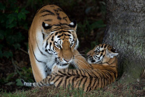 A rare Amur Tiger cub, aged four months, plays with its mother Tschuna as it experiences its reserve for the first time at the Yorkshire Wildlife Park near Doncaster, northern England on July 29, 2015. (Oli Scarff/AFP/Getty Images)