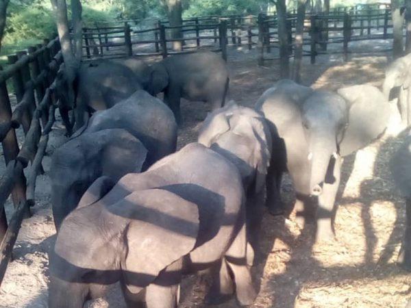 Baby elephants photographed recently in a pen at Hwange National Park in Zimbabwe. (Courtesy of <span class="s1">Sharon Hoole</span>)