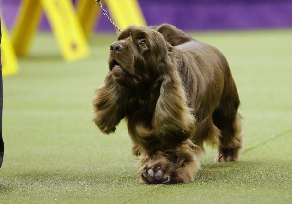 Bean, a Sussex spaniel, competes with the sporting group at the 143rd Westminster Kennel Club Dog Show in New York, on Feb. 12, 2019. (Frank Franklin II/AP Photo)