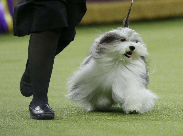 Bono, a Havanese, competes in Best in Show at the 143rd Westminster Kennel Club Dog Show in New York, on Feb. 12, 2019. (Frank Franklin II/AP Photo)