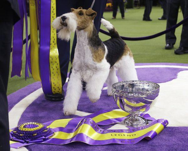 King, a wire fox terrier, poses for photographs after winning Best in Show at the 143rd Westminster Kennel Club Dog Show in New York, on Feb. 12, 2019. (Frank Franklin II/AP Photo)