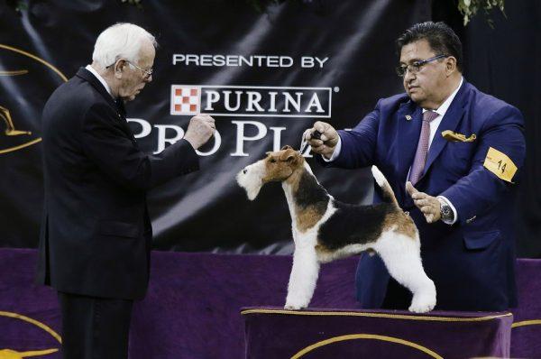 King, a wire fox terrier, competes in the Best in Show at the 143rd Westminster Kennel Club Dog Show in New York, on Feb. 12, 2019. (Frank Franklin II/AP Photo)