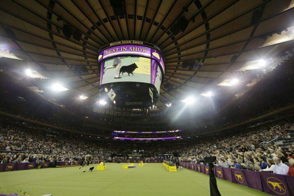Colton, a schipperke, arrives for Best in Show at the 143rd Westminster Kennel Club Dog Show in New York, on Feb. 12, 2019. (Frank Franklin II/AP Photo)