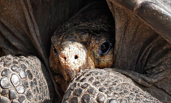 Rare Giant Tortoise Species Assumed Extinct for 100 Years Is Rediscovered in the Galapagos
