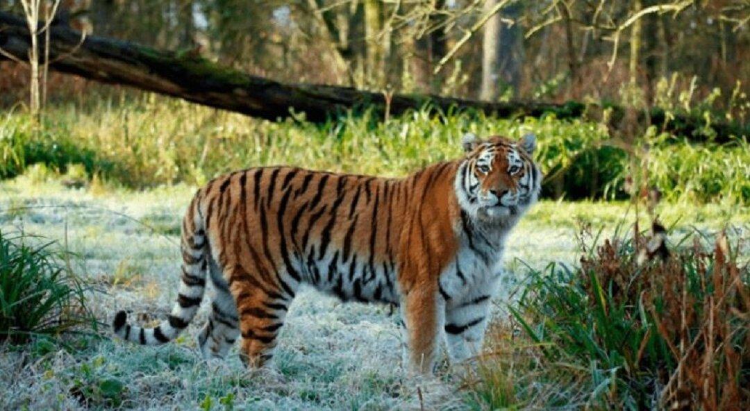 Rare Tiger Dies in Safari Park, 2nd to Perish in Past Week