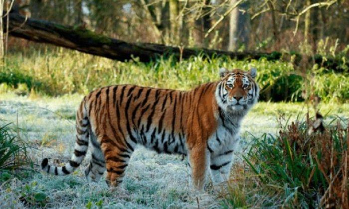 Rare Tiger Dies in Safari Park, 2nd to Perish in Past Week