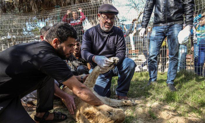 Pictured: Lion Gets Claws Removed So Visitors Can ‘Play’ With Her