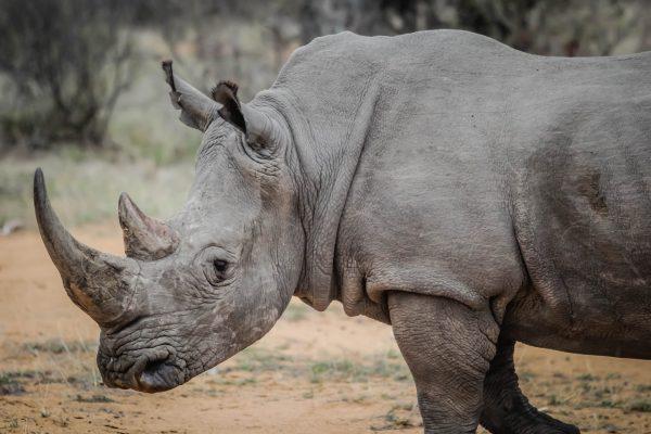 A stock photo of a rhino (pexels/pixabay.com)