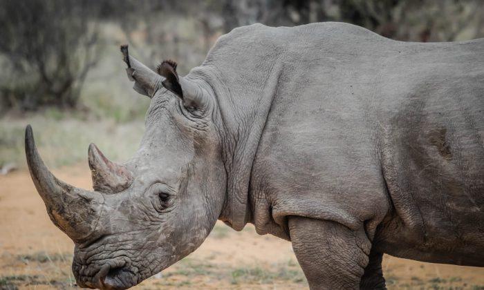 Rhino Poaching Crisis in South Africa Exposed in ‘Stroop’ Documentary