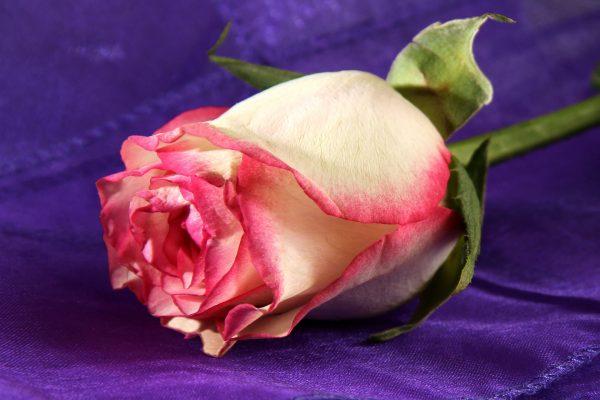 A silk rose. (Pixabay)