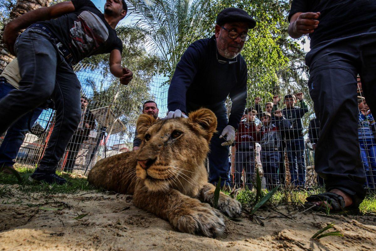 Palestinian veterinarian Fayyaz al-Haddad holds the paw of the lioness 'Falestine' after declawing her at the Rafah Zoo in the southern Gaza Strip on Feb. 12, 2019. (Said Khatib/AFP/Getty Images)