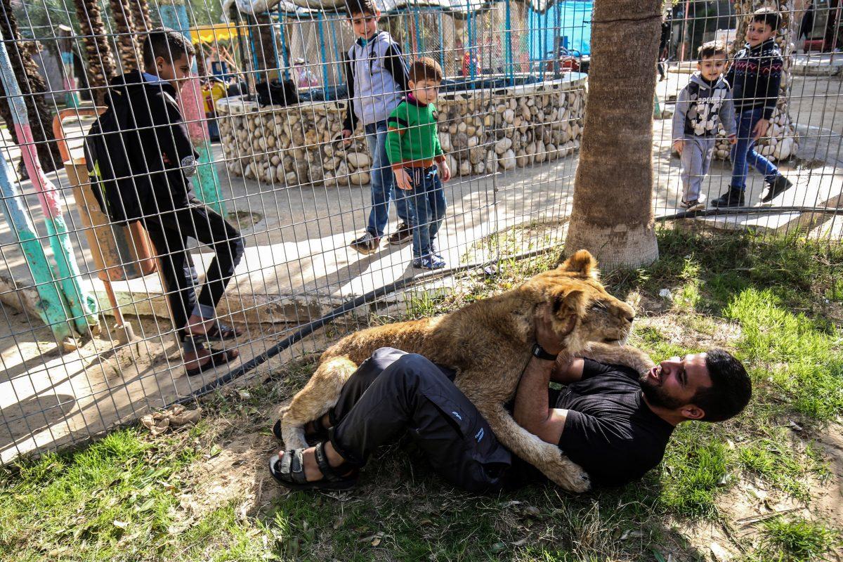 Zoo employee Mohamed Jumaa plays with the declawed lioness 'Falestine' inside a cage at the Rafah Zoo in the southern Gaza Strip on Feb. 12, 2019. (Said Khatib/AFP/Getty Images)