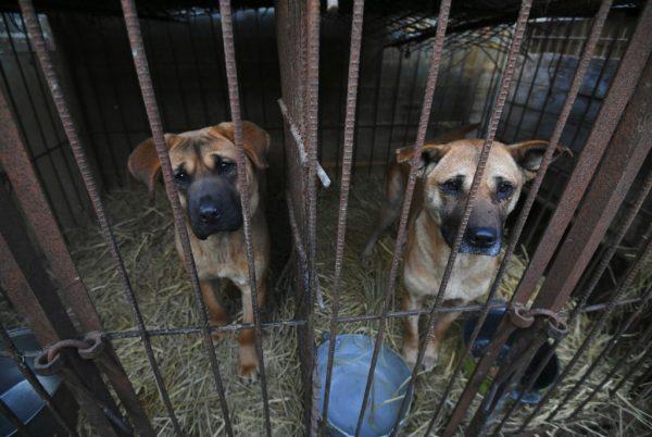 Dogs look out from a cage at a dog farm during a rescue event, involving the closure of the farm organised by the Humane Society International (HSI), in Hongseong on February 13, 2019. - (Photo by Jung Yeon-je / AFP) (Photo credit should read JUNG YEON-JE/AFP/Getty Images)