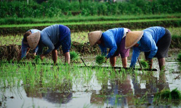 Illustration - Shutterstock | <a href="https://www.shutterstock.com/image-photo/indonesian-lady-farmer-planting-rice-field-1267920118?src=XXfvzOUWZXTQkmTn8zptrQ-1-4">Dhimas Adi Satria</a>
