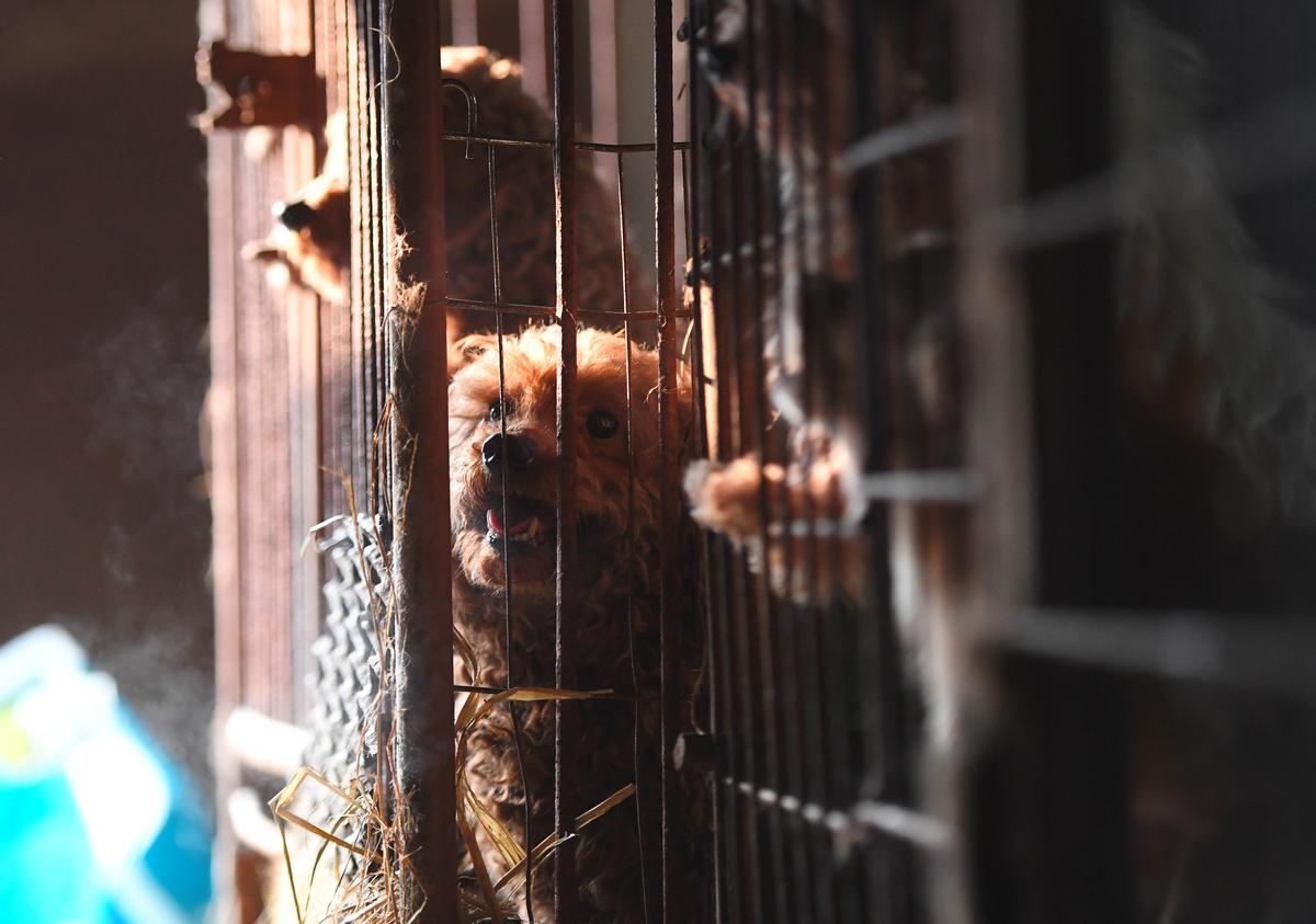 Dogs look out from a cage at a dog farm during a rescue event, involving the closure of the farm organized by the Humane Society International, in Hongseong. (Jung Yeon-je/Getty Images)