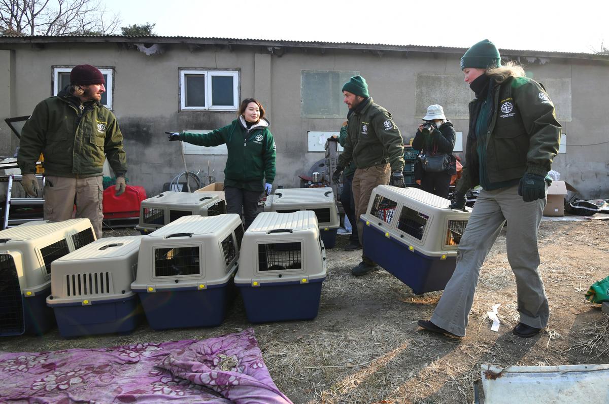 Members of the Humane Society International carry dogs in crates for transport at a dog farm during a rescue event. (Jung Yeon-je/Getty Images)
