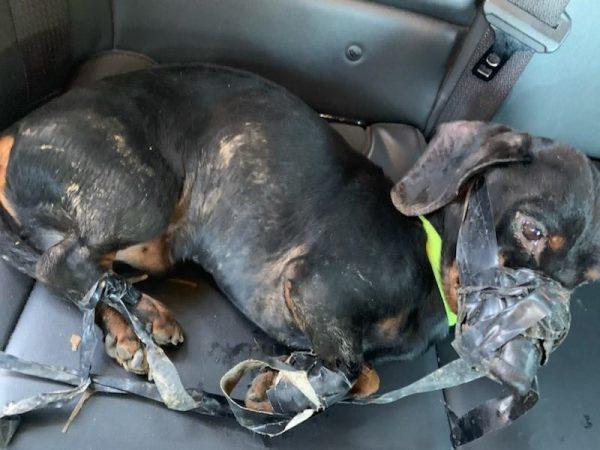"Jimmy" the dachshund, found by a Jefferson County Sheriff deputy on Feb 9, 2019. (Jefferson County Sheriff)