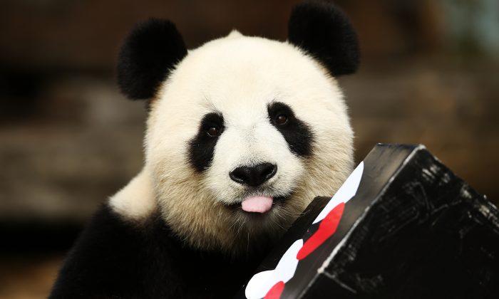 Adelaide Zoo Receives Funding to Keep China’s Panda