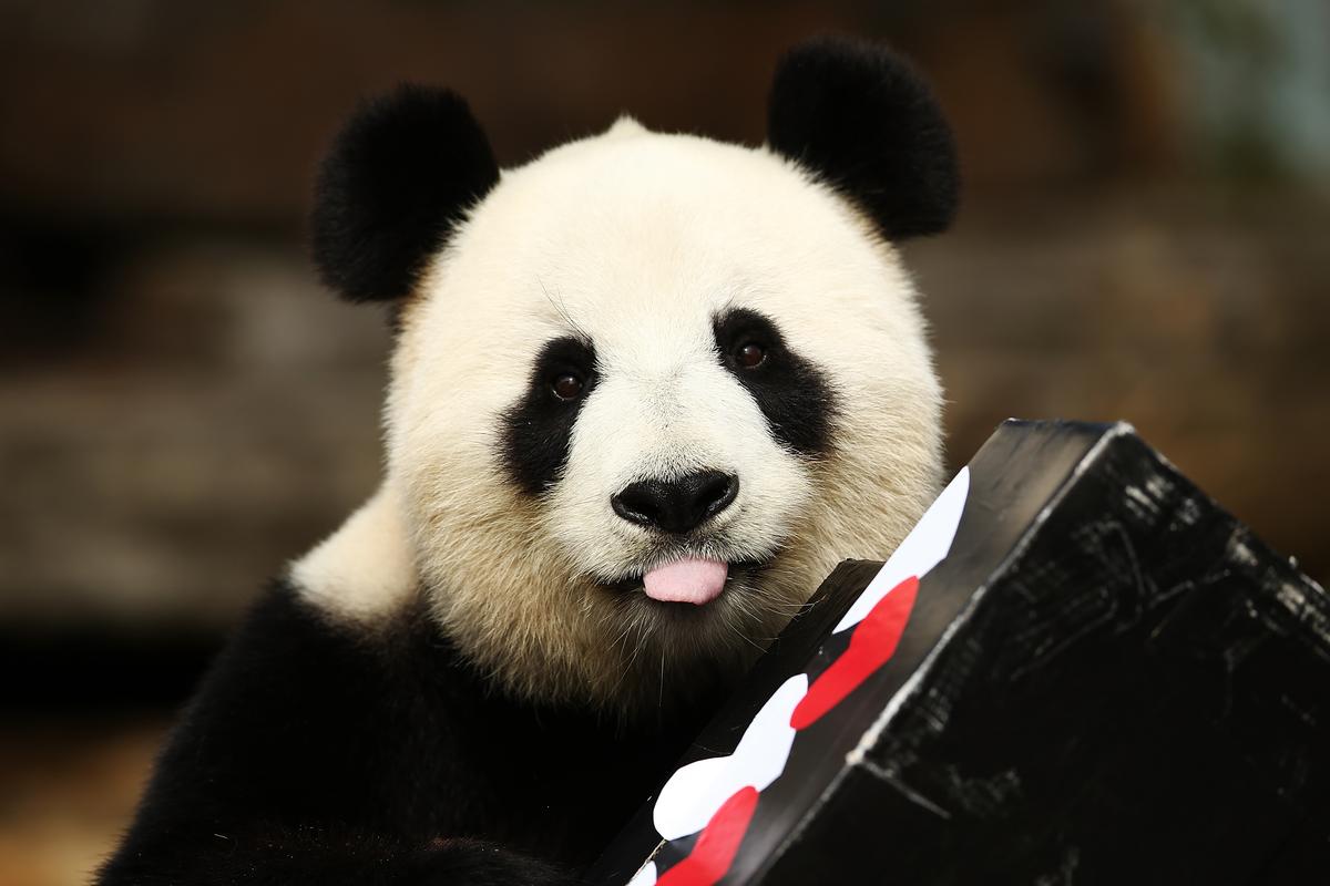 Fu Ni the giant panda is treated to specially prepared panda treats for her birthday at the Adelaide Zoo on August 23, 2015 in Adelaide, Australia.
