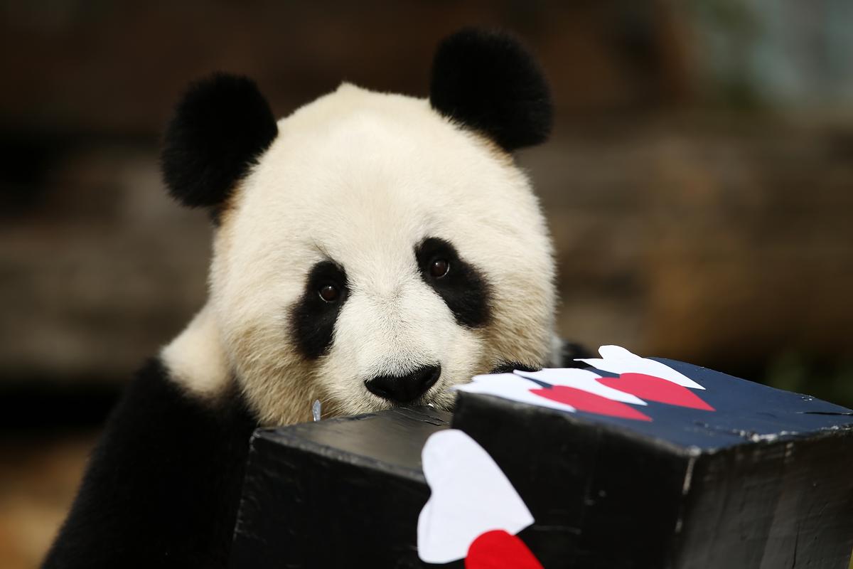 Fu Ni the giant panda is treated to specially prepared panda treats for her birthday at the Adelaide Zoo on August 23, 2015 in Adelaide, Australia. Fu Ni the giant panda is turning nine years old. (Morne de Klerk/Getty Images)