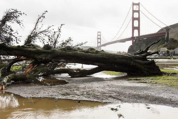 A fallen tree that was knocked down by recent severe weather lies in the Horseshoe Bay parking lot in front of the Golden Gate Bridge in Sausalito, Calif., on Feb. 14, 2019. (AP Photo/Michael Short)