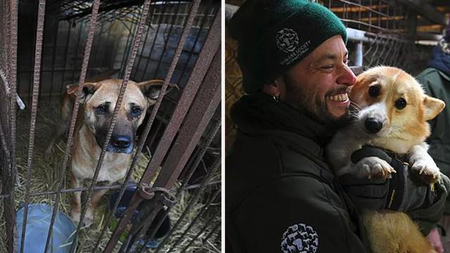Rescuers Shut Down Puppy Farm and Free Hundreds of Dogs in S Korea in Massive Raid