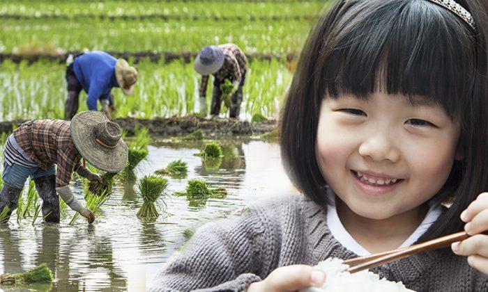 Talking' Rice Grain Uses Its Tough Life to Convince Little Girl Not to Waste Food