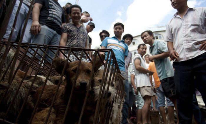 ‘World’s Most Important Dog Show’ To Be Held in China Before Annual Dog Eating Festival