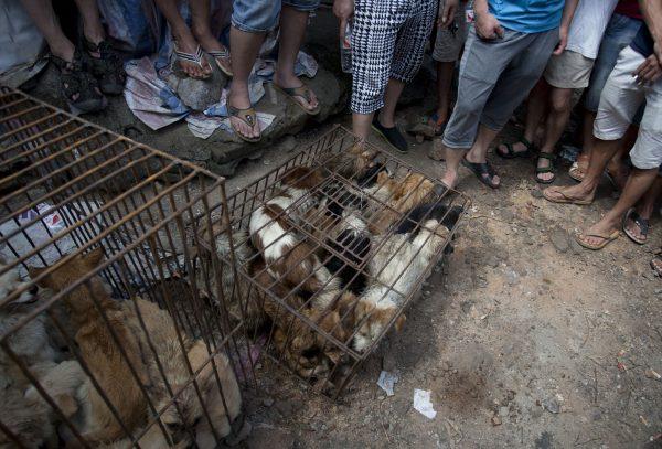 Chinese customers gather around dogs in cages on sale at a market in Yulin, in southern China's Guangxi province on June 21, 2015. (STR/AFP/Getty Images)