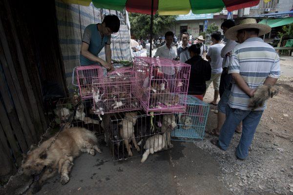 Chinese customers check out dogs in cages on sale at a market in Yulin, in southern China's Guangxi province on June 21, 2015. (STR/AFP/Getty Images)