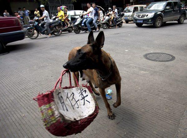 Animal loving activists use a dog carrying a basket with a message in Chinese "[I] have a child to sell" along a street in Yulin, in southern China's Guangxi province to protest the annual dog meat festival on June 21, 2015. (STR/AFP/Getty Images)