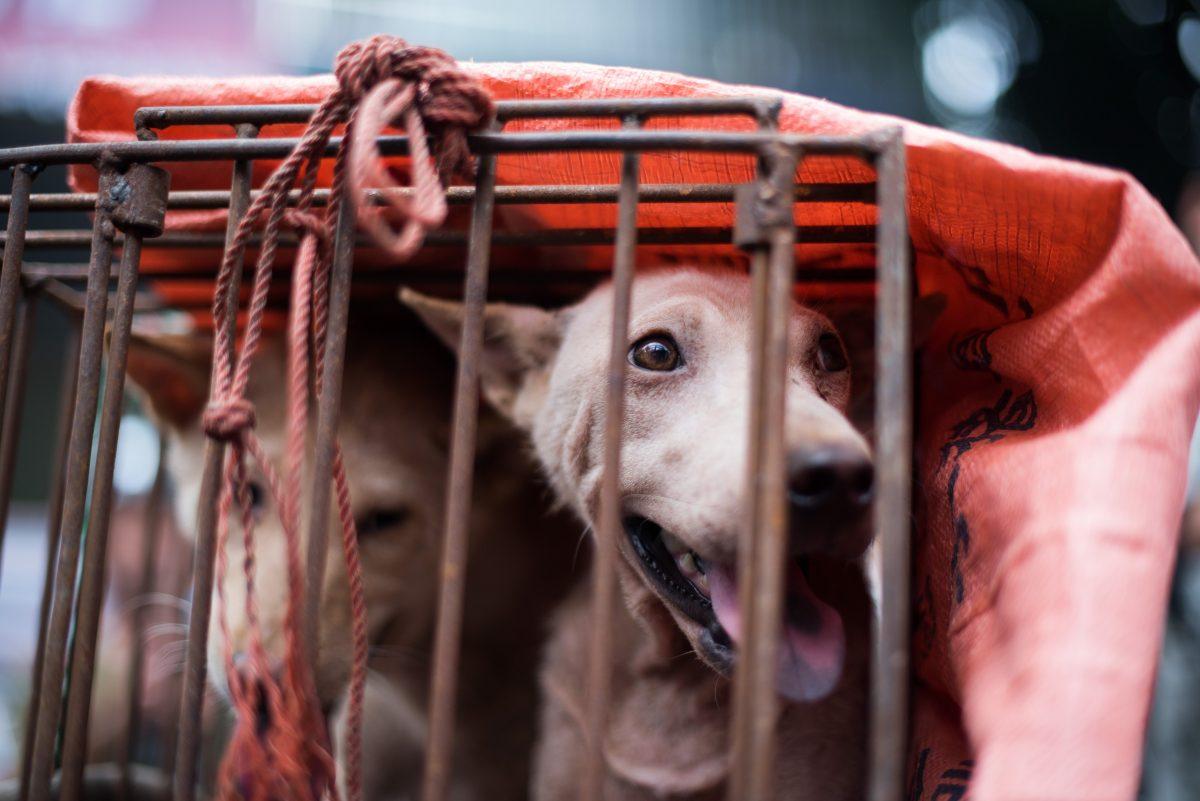 A dog looks out from its cage at a stall as it is displayed by a vendor as he waits for customers during a dog meat festival at a market in Yulin, in southern China's Guangxi Province on June 22, 2015. (Johannes Eisele/AFP/Getty Images)