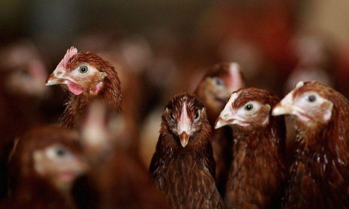 CDC: 63 More People Sickened in Turkey Salmonella Outbreak