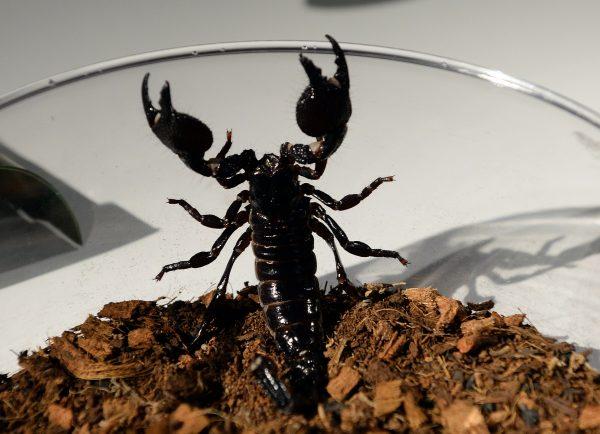 An emperor scorpion at the American Museum of Natural History in New Yor July 1, 2014. (Don Emmert /AFP/Getty Images)