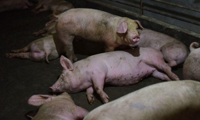 African Swine Fever Sends Pork Prices Soaring in China