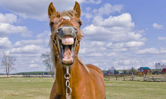 Dad Bursts Out Laughing When He Sees Face of the Horse Daughter’s Taking Selfies with