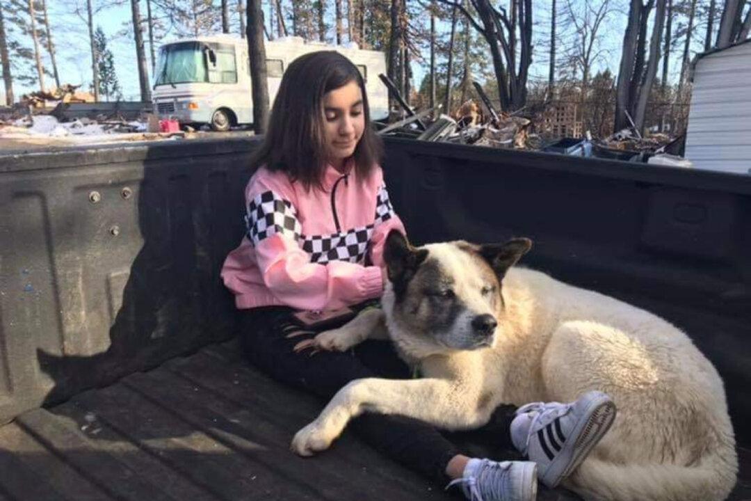 Dog Reunited With Family 101 Days After California Wildfire