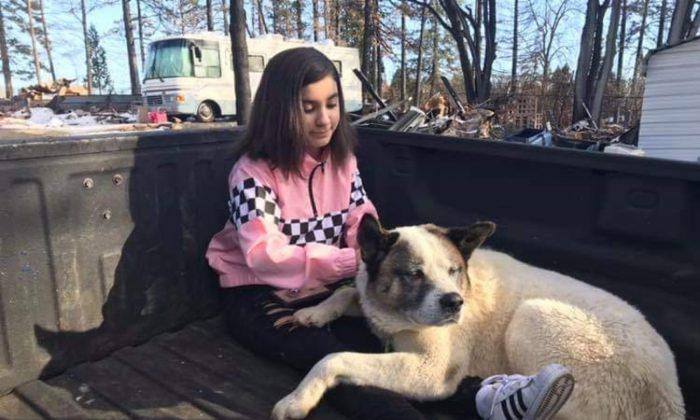 Dog Reunited With Family 101 Days After California Wildfire