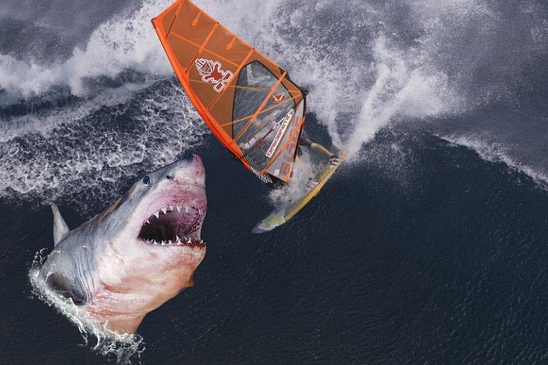 Inches Away From Being Devoured, Photographer Captures Frightening Pictures of Great White Shark