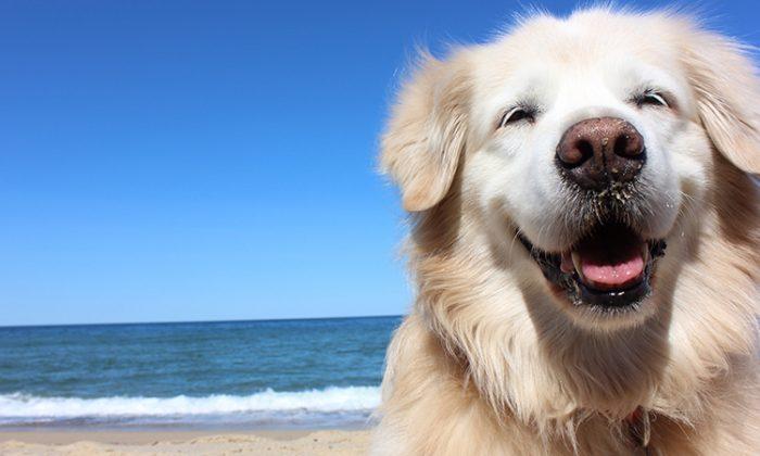 Blind Therapy Dog Teaches People to ‘Live the Moment’ With His Contagious Positivity
