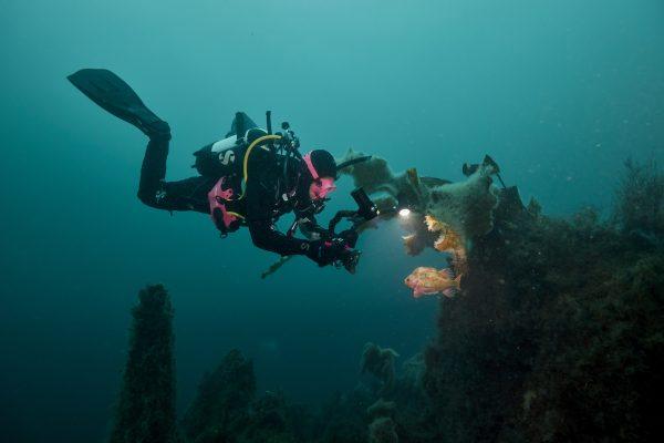 Gauthier filming a lumpfish in Iceland, in the only underwater chimney in the world that is accessible to divers. (Danny Tayenaka)