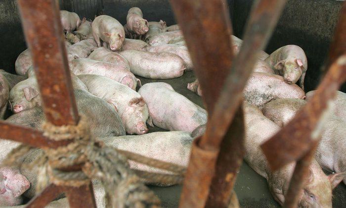 Experts Warn of Pollution, Human Health Risks from Spread of African Swine Fever in China